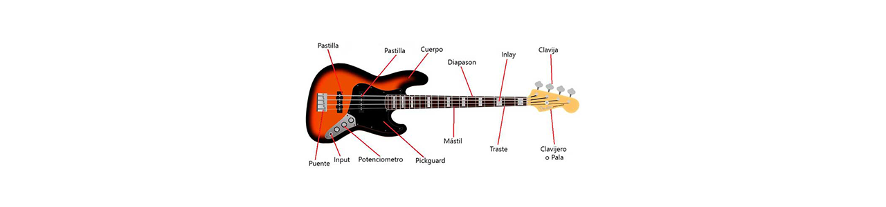 Partes del Bajo